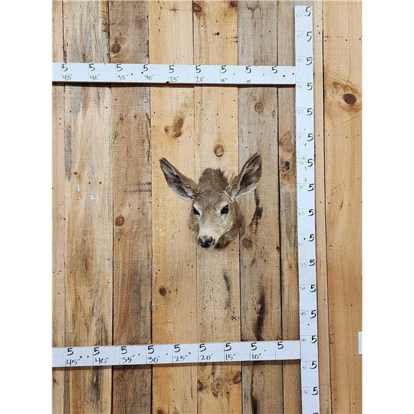 Vintage Mule Deer Doe Shoulder Mount Taxidermy