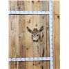 Image 1 : Vintage Mule Deer Doe Shoulder Mount Taxidermy