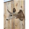Image 2 : Vintage Mule Deer Doe Shoulder Mount Taxidermy