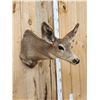 Image 3 : Vintage Mule Deer Doe Shoulder Mount Taxidermy