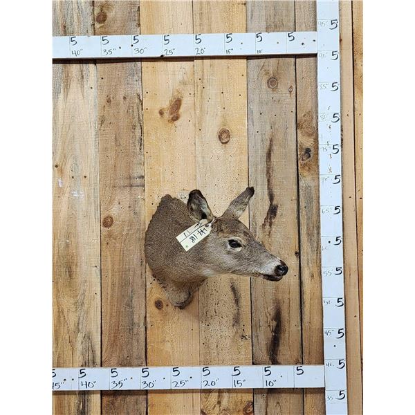 Whitetail Doe Shoulder Mount Taxidermy