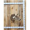 Image 1 : Whitetail Doe Shoulder Mount Taxidermy