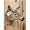 Image 2 : Whitetail Doe Shoulder Mount Taxidermy