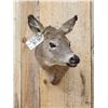 Image 3 : Whitetail Doe Shoulder Mount Taxidermy