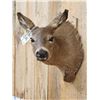 Image 4 : Whitetail Doe Shoulder Mount Taxidermy