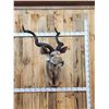 Image 1 : African Kudu Shoulder Mount Taxidermy