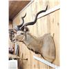 Image 2 : African Kudu Shoulder Mount Taxidermy