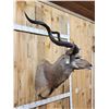 Image 3 : African Kudu Shoulder Mount Taxidermy