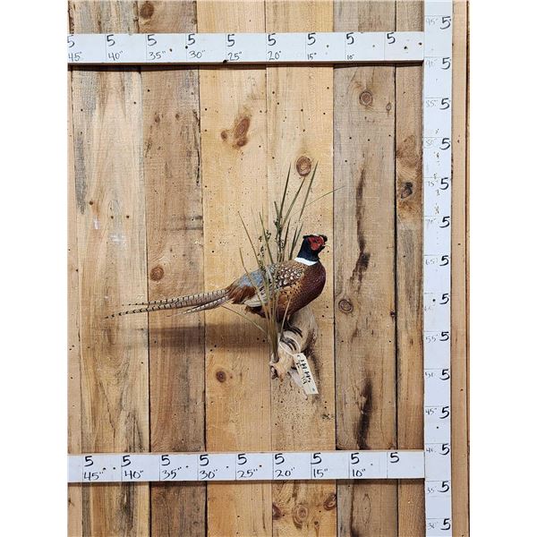 Ringneck Pheasant Full Body Bird Taxidermy