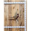 Image 1 : Ringneck Pheasant Full Body Bird Taxidermy