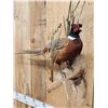 Image 2 : Ringneck Pheasant Full Body Bird Taxidermy