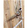 Image 3 : Ringneck Pheasant Full Body Bird Taxidermy