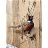 Image 4 : Ringneck Pheasant Full Body Bird Taxidermy