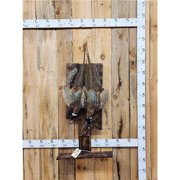 Dual Ringneck Pheasant Harvest Mount Bird Taxidermy