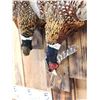 Image 3 : Dual Ringneck Pheasant Harvest Mount Bird Taxidermy
