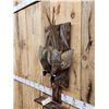 Image 4 : Dual Ringneck Pheasant Harvest Mount Bird Taxidermy