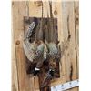 Image 6 : Dual Ringneck Pheasant Harvest Mount Bird Taxidermy