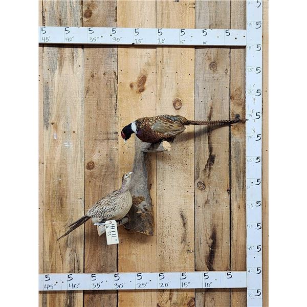 Hen & Rooster Ringneck Pheasants Bird Taxidermy