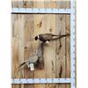 Image 1 : Hen & Rooster Ringneck Pheasants Bird Taxidermy