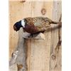 Image 2 : Hen & Rooster Ringneck Pheasants Bird Taxidermy