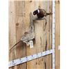 Image 3 : Hen & Rooster Ringneck Pheasants Bird Taxidermy