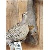 Image 4 : Hen & Rooster Ringneck Pheasants Bird Taxidermy