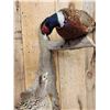 Image 5 : Hen & Rooster Ringneck Pheasants Bird Taxidermy