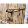 Image 6 : Hen & Rooster Ringneck Pheasants Bird Taxidermy