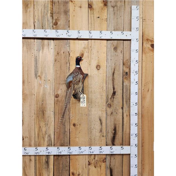 Ringneck Pheasant Full Body Bird Taxidermy