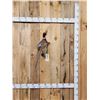 Image 1 : Ringneck Pheasant Full Body Bird Taxidermy