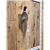 Image 2 : Ringneck Pheasant Full Body Bird Taxidermy