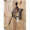 Image 3 : Ringneck Pheasant Full Body Bird Taxidermy