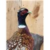 Image 4 : Ringneck Pheasant Full Body Bird Taxidermy