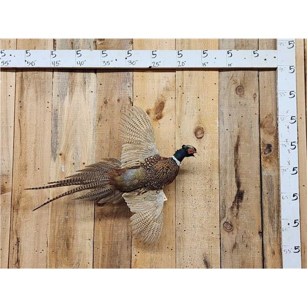 Ringneck Pheasant In Flight Bird Taxidermy