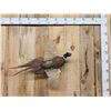 Image 1 : Ringneck Pheasant In Flight Bird Taxidermy