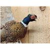 Image 2 : Ringneck Pheasant In Flight Bird Taxidermy