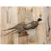 Image 3 : Ringneck Pheasant In Flight Bird Taxidermy