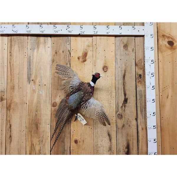 Ringneck Pheasant In Flight Bird Taxidermy