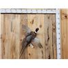Image 1 : Ringneck Pheasant In Flight Bird Taxidermy