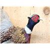 Image 2 : Ringneck Pheasant In Flight Bird Taxidermy