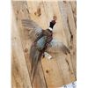 Image 3 : Ringneck Pheasant In Flight Bird Taxidermy