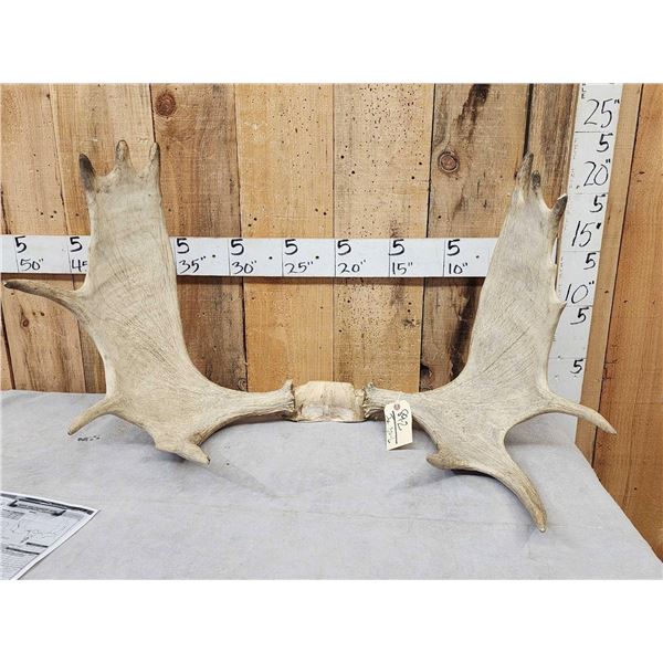 35" Wide Set Of Minnesota Moose Antlers