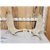 Image 1 : 35" Wide Set Of Minnesota Moose Antlers