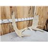 Image 2 : 35" Wide Set Of Minnesota Moose Antlers