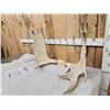 Image 3 : 35" Wide Set Of Minnesota Moose Antlers