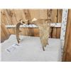 Image 4 : 35" Wide Set Of Minnesota Moose Antlers