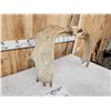 Image 5 : 35" Wide Set Of Minnesota Moose Antlers