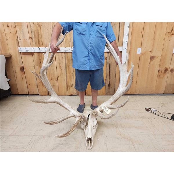 GIANT 500 Class Elk Antlers