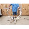 Image 1 : GIANT 500 Class Elk Antlers