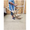 Image 2 : GIANT 500 Class Elk Antlers